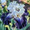 Sfdytg Stupefacente Iris, Perenne, Resistente - Giardini e Balconi, Adatta ai principianti-3bulbi-D