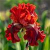 Sfdytg Stupefacente Iris, Perenne, Resistente - Giardini e Balconi, Adatta ai principianti-3bulbi-E