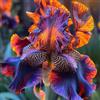 Sfdytg Stupefacente Iris, Perenne, Resistente - Giardini e Balconi, Adatta ai principianti-3bulbi-A