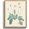 MHARTK66 Quadri Moderni Stampe da Parete vintage Naturale Fiori 20x25 cm | piante fiorite, tela, stampa hd, facile da appendere, montaggio rapido, decoro classico, uso versatile, adatto come regalo