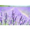 hansepuzzle 27287 - Puzzle "Fiori di lavanda", 2000 pezzi, tema natura, 90,0 x 60,0 cm, con contenitore di alta qualità, scatola di cartone e busta richiudibile