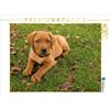 CALVENDO - Puzzle con immagine di un cucciolo di Labrador sdraiato sull'erba tra foglie autunnali. 2000 pezzi. Dimensioni del puzzle: 90 x 67 cm. Fotografia di Alexandra Kurz