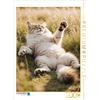 Calvendo Puzzle CALVENDO Un gatto Maine Coon giace rilassato nell'erba alta e allunga giocosamente la zampa. | Puzzle da 2000 pezzi di dimensioni 90x67 cm per ore felici
