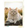 Calvendo Puzzle CALVENDO Il gatto Maine Coon giace rilassato su una parete e si gode la calda luce del sole. | Puzzle da 2000 pezzi di dimensioni 90x67 cm per ore felici