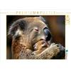 CALVENDO Puzzle Una mamma koala che tiene amorevolmente il suo bambino appena nato sul viso | 1000 Pezzi Puzzle 64x48cm Foto puzzle per ore felici