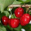 le Georgiche Vivai le Georgiche - Pianta vera di Ciliegio Zuccherina di Bitonto Prunus avium 'Zuccherina di Bitonto' - vaso Ø 20 cm - altezza alla vendita 160-180 cm