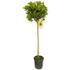 Generico Laurus Nobilis Pianta di Alloro ad Alberello Vaso 20cm H 100 cm Foto Reale