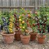 EUROPA GREEN Set di 5 alberi da frutto Duo di ciliegia, mela, pera, prugna e pesca, 80 cm, adatto per balcone, terrazza e piccoli giardini, adatto per vasi e giardino (set di 5 DUO)