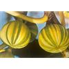 le Georgiche Vivai le Georgiche - Pianta vera di Fico Panascè Ficus carica 'Panascè' Fico Variegato - vaso Ø 20 cm - altezza alla vendita 120-140 cm