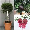 SAVINI VIVAI L'ARTE DI FARE NATURA SAVINI VIVAI Pianta di Limone Caviale Rosso Albero di Agrumi Finger Lime Limone ad Alberello in Vaso 35 cm alta 120-140 cm 4 Anno di Innesto Made Italy
