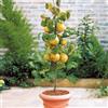 EUROPA GREEN Alberi da frutto colonnari - Altezza 80 cm - Ideali per balconi, terrazze, piccoli giardini - Adatto per vasi e terra (Pero)