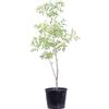 eGarden.store - Pianta vera di Giuggiolo Cespuglio - Altezza pianta: 60 cm Diametro vaso: 18 cm - Pianta da frutto compatta con portamento a cespuglio da coltivare all'esterno in giardino o in vaso