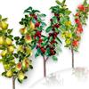 EUROPA GREEN Set da 3 alberi da frutto Duo Ciliegio/Mela/Pera - Adatto per balcone, terrazza e piccoli giardini - Adatto per vasi e terra