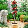 EUROPA GREEN Alberi da frutto colonnari - Altezza 80 cm - Ideali per balconi, terrazze, piccoli giardini - Adatto per vasi e terra (Melo)