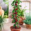 EUROPA GREEN Alberi da frutto colonnari - Altezza 80 cm - Ideali per balconi, terrazze, piccoli giardini - Adatto per vasi e terra (Ciliegio)