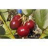 le Georgiche Vivai le Georgiche - Pianta vera di Ciliegio Visciola di Germania Prunus cerasus Ciliegio aspro - vaso Ø 20 cm - altezza alla vendita 160-180 cm