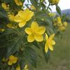 Generic AMDGarden Pianta di GELSOMINO GIALLO HUMILE Nudiflorum rampicante vaso18cm