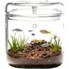 GBKDQQ Piccolo terrario per piante in vetro 12 x 17,5 cm con coperchio - Kit completo per piante grasse e piante aeree, vaso micro paesaggio di muschio, terrario per ufficio, interno