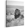 MuchoWow© Stampe Su Tela Moderne Quadro Moderno Quadretti Da Parete | 70x100 cm Soggiorno Room Decor Leoni - Animali - Savana - Bianco E Nero