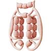 CAQYPVH 18 Ruote Rullo per Muscoli, Rullo Massaggiante Rullo in Schiuma Macchina per Massaggi Rullo Massaggiante Manuale per Gambe Morsetto per Gambe Rullo PE, Rosa