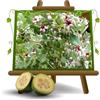 EURO PLANTS VIVAI Feijoa Apollo pianta da Frutto Età 2 Anni | Altezza 130 cm