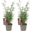 GardenersDream 2x Bambù Fargesia Jiuzhaigou - Bambù Sempreverde Resistente Non Invasivo - Siepe Ornamentale da Giardino e Vaso - Canne Rosse Decorative (20-30 cm con Vaso 10cm)