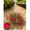 POWERS TO FLOWERS - PORTULACA ROSSO PORPORA BASKET 24CM, OFFERTA ULTIMI 3 PEZZI!!! piante vere