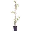 eGarden.store Pianta vera di Passiflora diverse vatietà disponibili rampicante fiori vari colori ornamentale da esterno venduta da eGarden.store (Edulis v.18 cm)