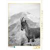 Calvendo Un motivo del calendario Montagne selvagge in Europa 1000 pezzi puzzle 480x640mm, Görig Christine; 7364266