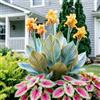IFGFJR Canna Indica Variegata/Perenne Indurito/Rizoma di Canna Indica/Variegata/Bassa Manutenzione/Decorazione d'Interni-4bulbi-C