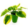 POWERS TO FLOWERS - HOSTA WHIRlWIND IN VASO CERAMICA VERDE A CERCHI CONCENTRICI, pianta vera