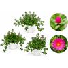 POWERS TO FLOWERS - MESEMBRIANTEMO STRISCIANTE RIFIORENTE, APTENIA CORDIFOLIA, DOROTEANTUS, VASO 14CM DIAMETRO, 3 PIANTE, piante vere