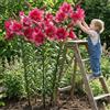 Florium Bulbi di gigli ad albero giganti 3 pezzi Purple Prince, rustici e perenni | Giglio ad albero, varietà Purple Prince a fiori viola, bulbi grandi, perenni, dall'Olanda per giardino e fioriera