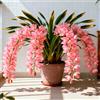 Sfdytg Cymbidium Orchid, Perenne - Giardini e Balconi, Adatta ai principianti-5bulbi-E