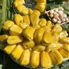 Generic del jackfruit, del jackfruit - siepi, arbusti, decorazioni per il soggiorno balcone colonnari giardino resistenti in vaso vaso 75semi