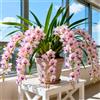 Sfdytg Cymbidium Orchid, Perenne - Giardini e Balconi, Adatta ai principianti-5bulbi-F