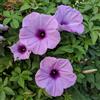 Generico 30 semi di Ipomoea Cairica pianta rampicante di colore viola con centro scuro