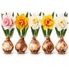 Generico Bulbi Narcisi Doppio Fiore Mix 5 Varietà - 5 Bulbi da Piantare | 5 bulbi di Narcissus Double, 1 per varietà: Replete, Golden Ducat, Ice King, Tahiti e White Lion, per vaso e giardino.