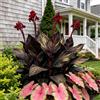 IFGFJR Canna Indica Rara/Perenne Indurito/Rizoma di Canna Indica/Rara/Bassa Manutenzione/Decorazione d'Interni-5bulbi-E