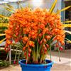 Sfdytg Cymbidium Orchid, Perenne - Giardini e Balconi, Adatta ai principianti-15bulbi-I