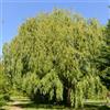 Generic salice piangente - Salix babylonica per i luoghi soleggiati 30semi