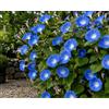 SaatPilot | Ipomoea tricolor 'Heavenly Blue' | 2.000 semi | Ipomea tricolore | Campanella tricolore | Pianta ornamentale | Fioritura estate-autunno