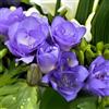 VIRIDIMANIA Bulbi di FRESIE | Bulbi provenienti dai migliori produttori Olandesi | Esclusiva selezione e controllo qualità | Fioritura garantita. (10 Fresie a fiore doppio BLU)