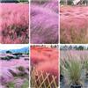 Generic Muhlenbergia capillaris - ornamentale, resistente da arbusti per il giardino da ombra interno giardino in vaso ornamentali 650semi