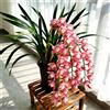 Sfdytg Cymbidium Orchid, Perenne - Giardini e Balconi, Adatta ai principianti-5bulbi-B