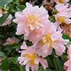 Generic semi di camelia, arredamento del soggiorno balcone con interna decorazioni giardino per esterni tappezzanti in vaso rialzata Aiuole rialzate per il 13pcs