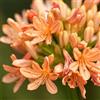 Generic Agapanto Agapanthus ombra selvatici decorazione eccellente crescita 100semi