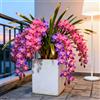 Sfdytg Cymbidium Orchid, Perenne - Giardini e Balconi, Adatta ai principianti-8bulbi-G