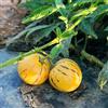 Generic melone pera pepino - balcone con resistenti giardino Adatto per 300Semi