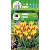 AGRONOM Tested in the garden AGRONOM | TULIPANO TACO | Bulbi da fiore perenni | Fiori giallo-rosso | Da piantare in autunno, per giardino, balcone e vaso | 7 bulboi